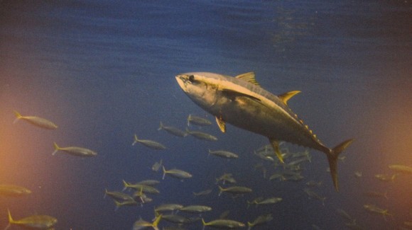 Fishing Picture